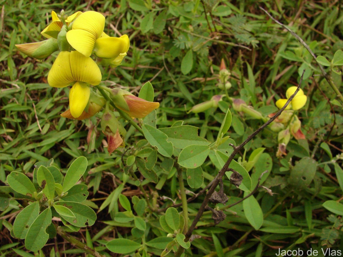 Crotalaria retusa L.